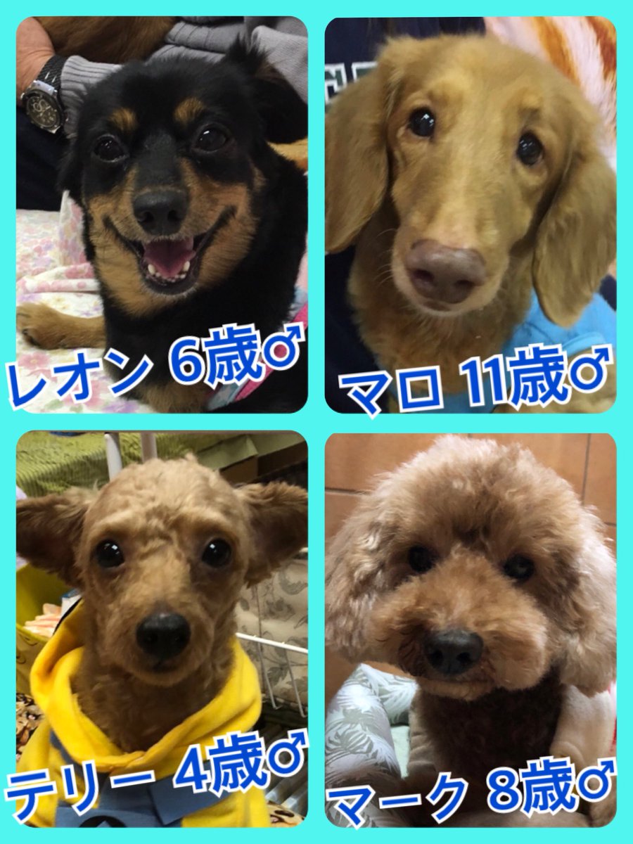 🐾今日の里親様募集中ワンコ🐶メンバーです🐾2019,11,15